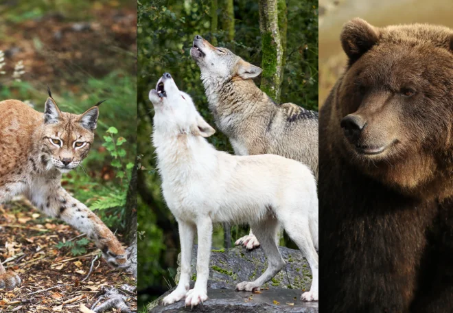 Gaelforce Events and Wild Ireland 2025