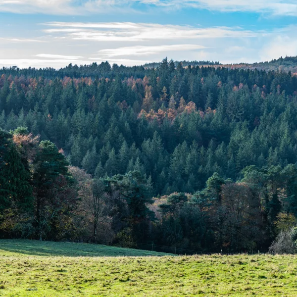 Clara Vale, Co. Wicklow